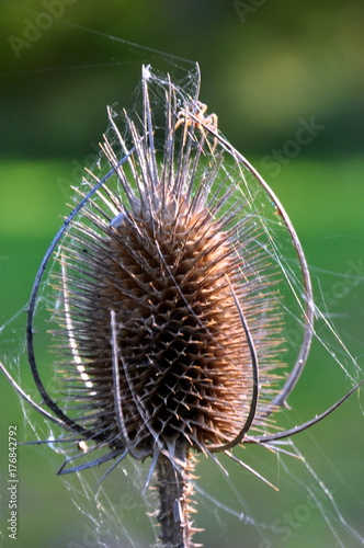 Wilde Karde mit Spinnenweben vor laubgrünem Hintergrund photo