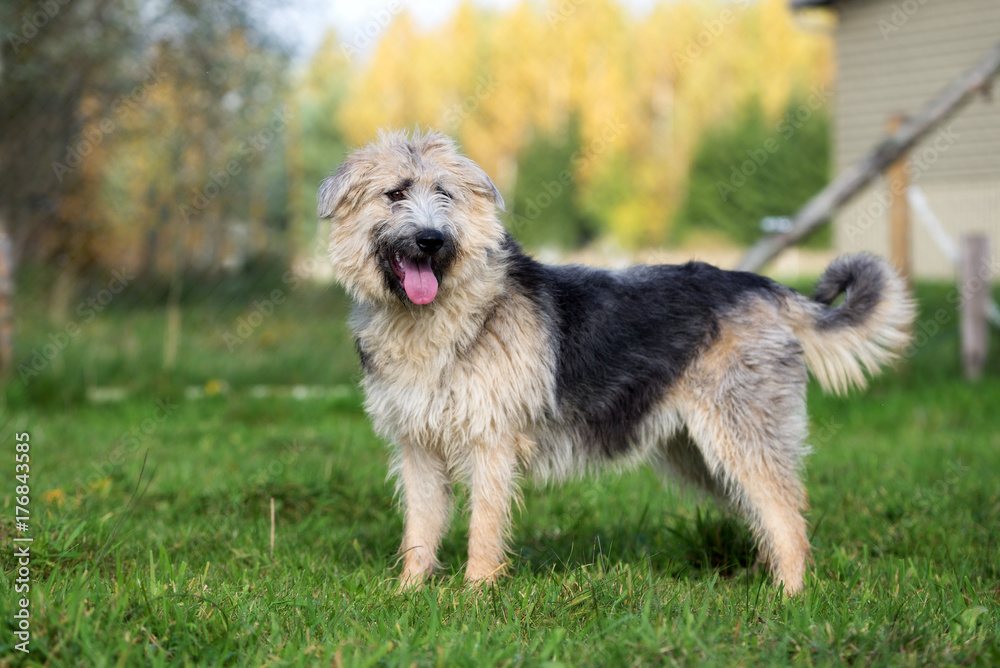 young mixed breed dog standing outdoors