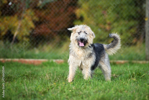 adorable mixed breed dog walking outdoors
