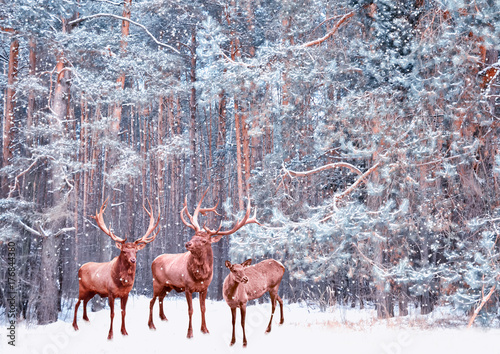  Snow covered trees. deer © alenalihacheva