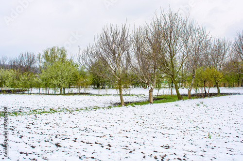Photo of snow fallen in the spring during the blooming period