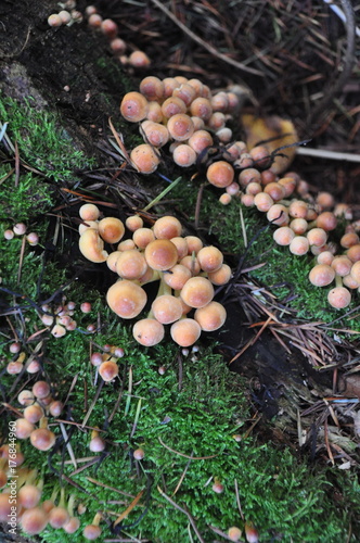 Stockschwämmchen-Familie auf einem bemoosten Baumstamm auf dem Waldboden  photo