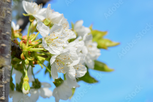 Photo of blooming apple tree branches against the blue sky