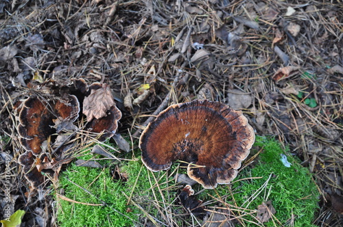 Braune Schmetterlings-Tramente auf einem Moospolster  photo