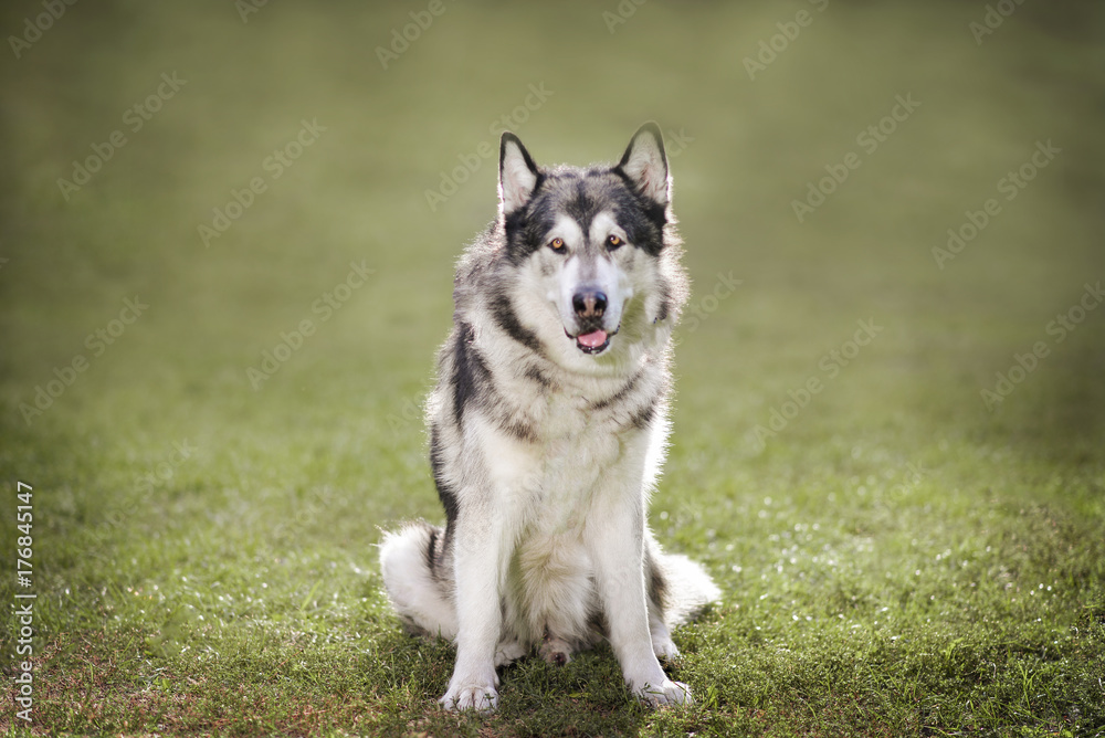Malamute sits on the grass and looks forward.