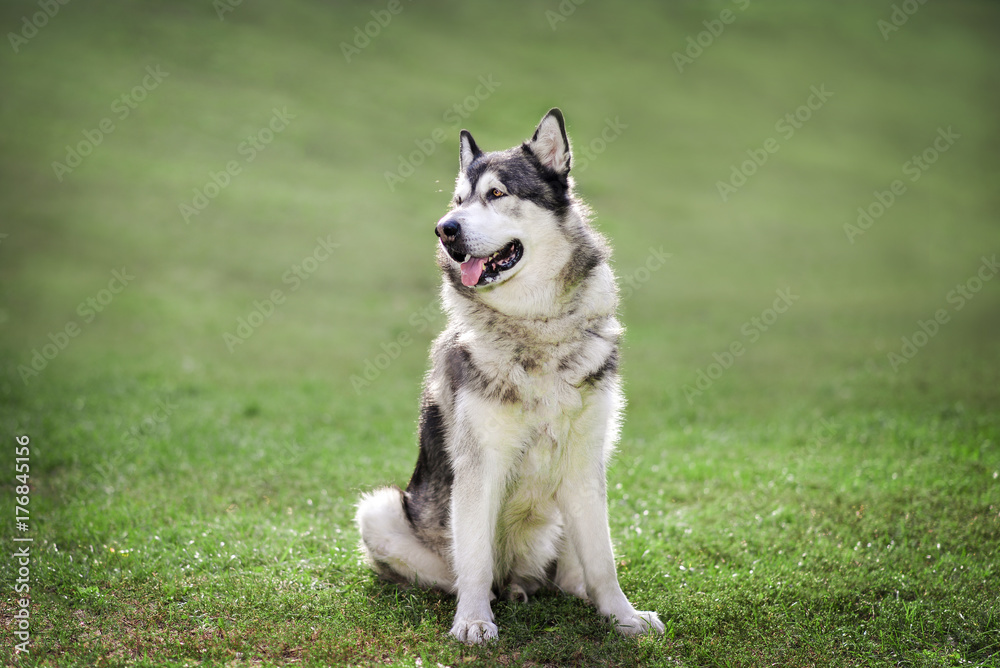 Beautiful Alaskan Malamute sits on the grass. Beautiful Alaskan Malamute sits on the grass.
