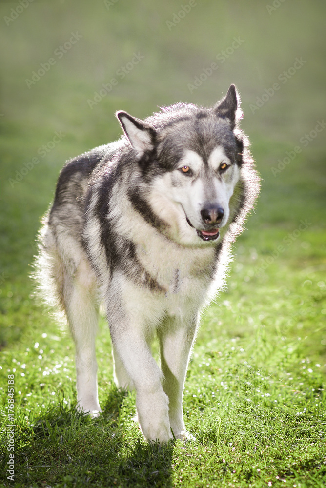 The dog malamute is obedient and true to the master.