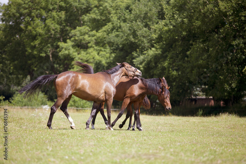 Pferd droht auf Weide © pfluegler photo