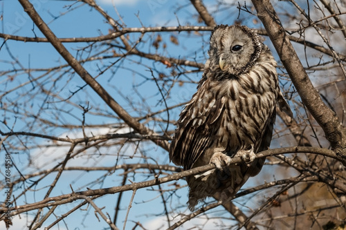 Owl on a tree branch