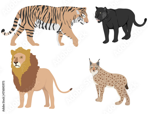 Lion, tiger, panther, lynx. Predators