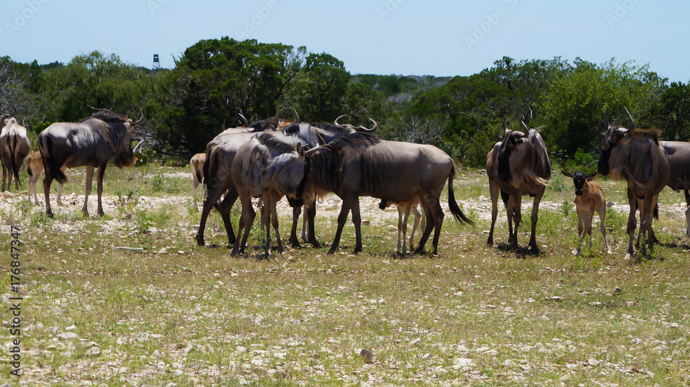 custom made wallpaper toronto digitalWildebeest Herd