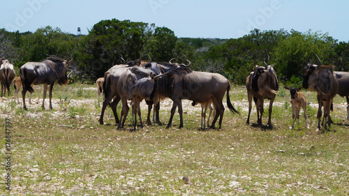 Wildebeest Herd © JenniferBlevins