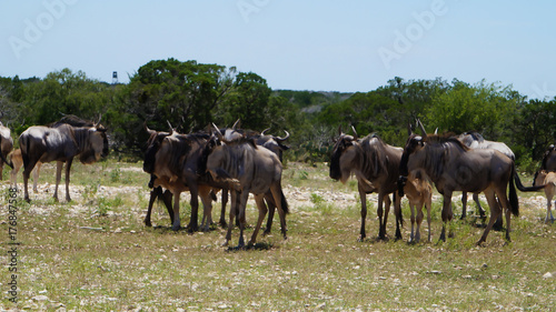 Wildebeest Herd © Jennifer Pierce