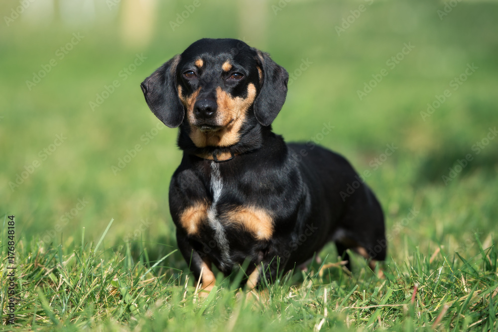 beautiful black dachshund dog standing on grass