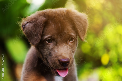 Puppy portrait with foliage bokeh background