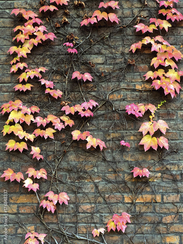 Wild grapes background in autumn on a brick wall © Serge Touch