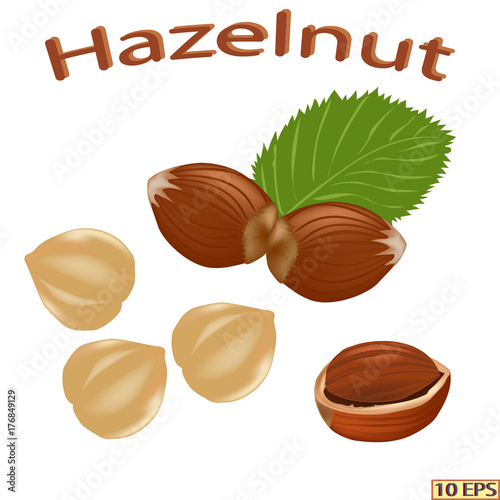 Hazelnut, filbert, hazel, cobnut. Hazelnut isolated on white background. Cobnut in realistic style. Vector illustration.