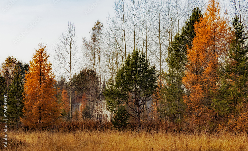 Fototapeta premium russian autumn