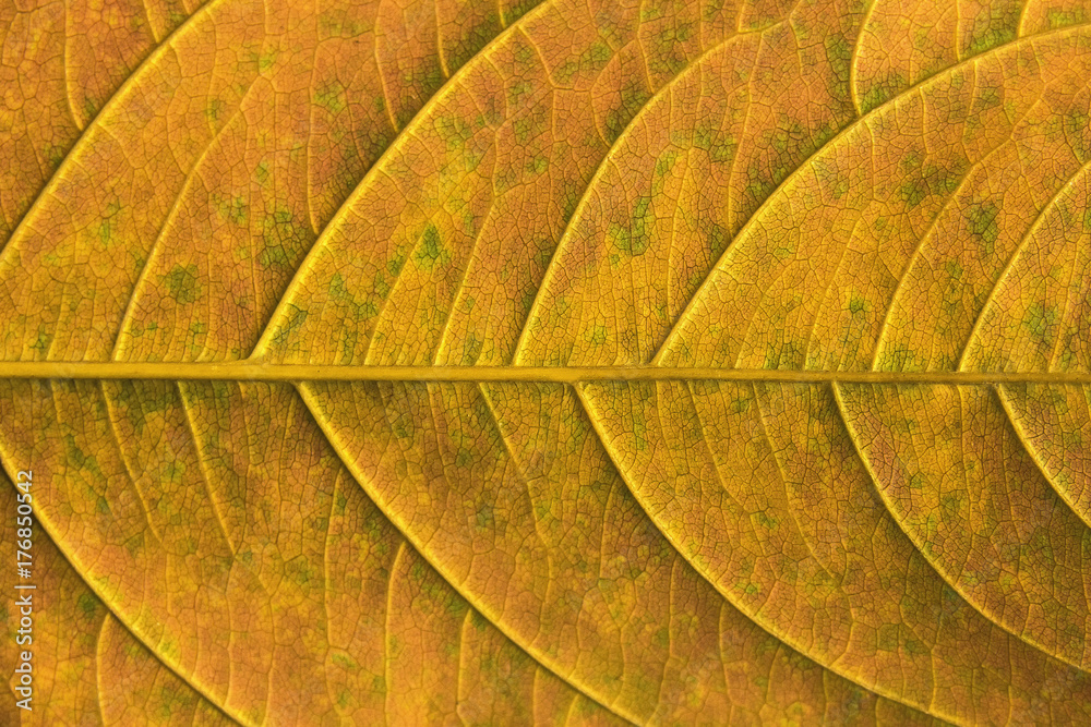 Obraz premium Photo filters Texture leaves abstract background.