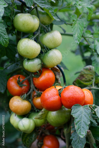 Wet green and red tomatoes growing in a garden.