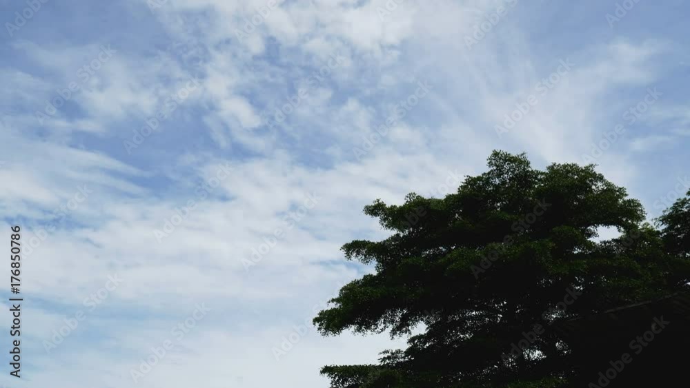 couple of pelicans bird fly out from top of green tree. Pelican bird wildlife wallpaper , background couple of pelicans bird fly out from top of green tree. Pelican bird wildlife wallpaper , background