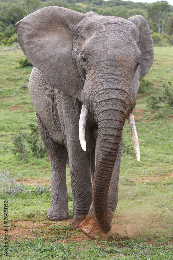 Fototapeta premium African Elephant Scraping Grass Together to Eat
