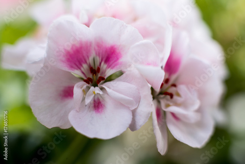 Fototapeta Naklejka Na Ścianę i Meble -  pink and white flowers 