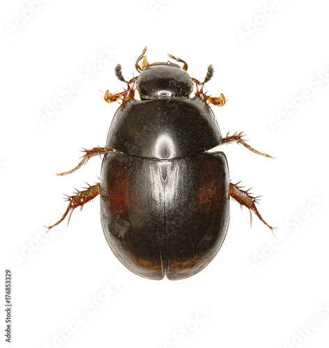 Dung loving Water Beetle on white Background  -  Sphaeridium sp. photo