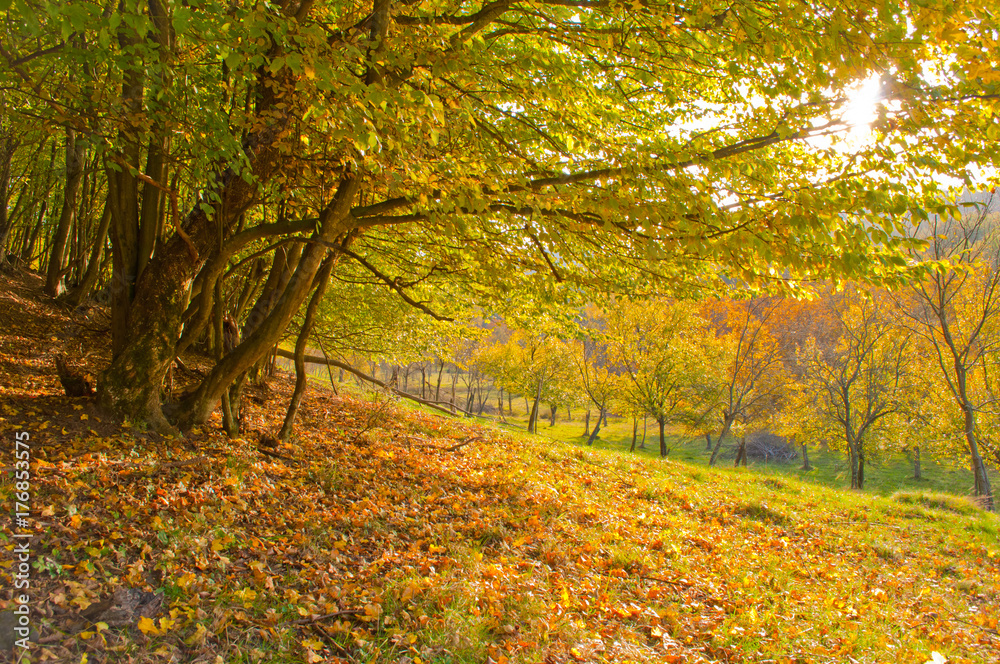     Sunny autumn landscape with golden trees in countryside 