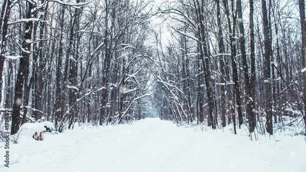 Falling snow in a winter park with snow covered trees, slow motion