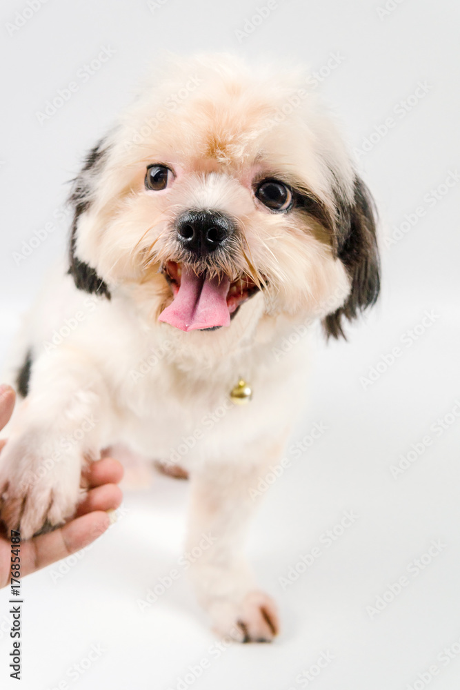 Sin Tzu dog standing on the hand and look cute. Image is isolated And white background Sin Tzu dog standing on the hand and look cute. Image is isolated And white background