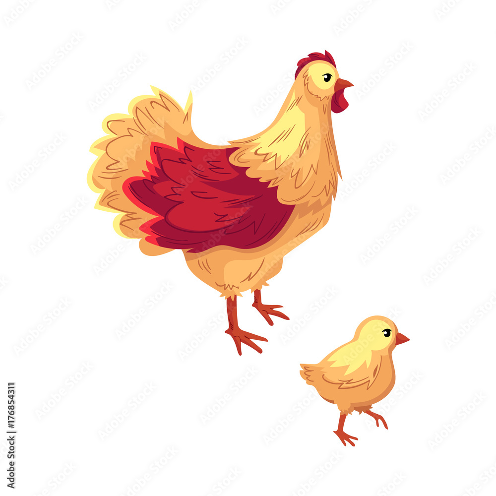 Two funny chicken, hen and baby chick, cartoon vector illustration isolated on white background. Funny cartoon style chicken, hen and chick, vector illustration Two funny chicken, hen and baby chick, cartoon vector illustration isolated on white background. Funny cartoon style chicken, hen and chick, vector illustration
