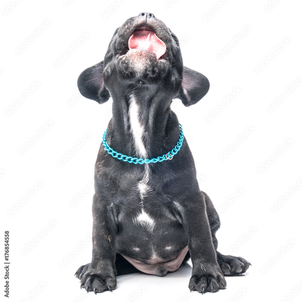 Naklejka premium Black Brindle French bulldog puppy on white background