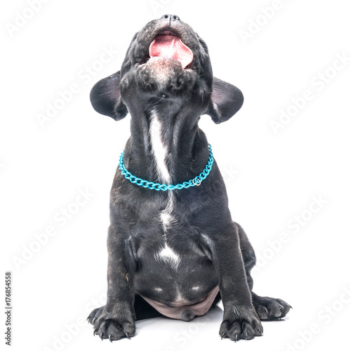 Black Brindle French bulldog puppy on white background