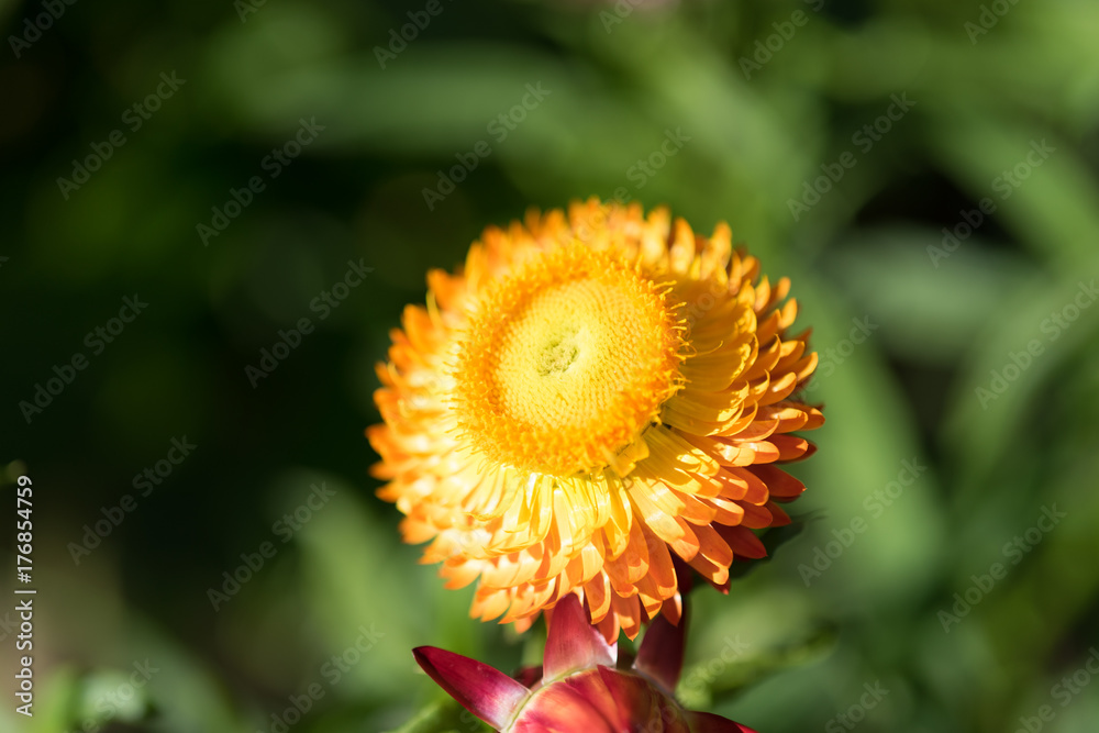 Beautiful yellow flower blossom with green background Beautiful yellow flower blossom with green background