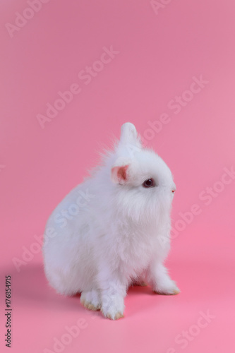 white fluffy bunny on clean pink background, little white rabbit © shutterdemon