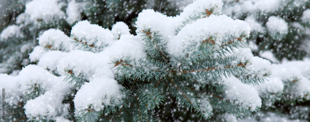 Pine branches covered with white snow.