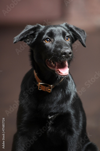 beautiful black puppy on brown floor background photo