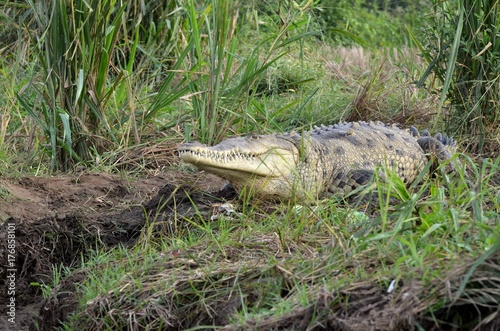 Wild crocodile in Tárcoles river, Costa Rica