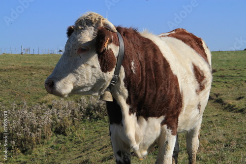 Photos vache ferrandaise, Auvergne