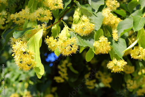 Dekoracja na wymiar  blooming-linden-lime-tree-in-bloom
