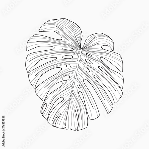 Tropical palm leaf, monstera isolated on white background, vector illustration, line design