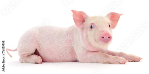 Pig on white Fototapet