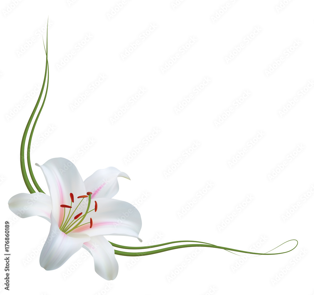 Realistic white lily frame, corner. Stock Vector Adobe Stock