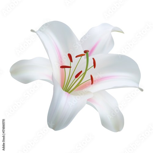 Realistic white lily. The symbol of innocence and purity.