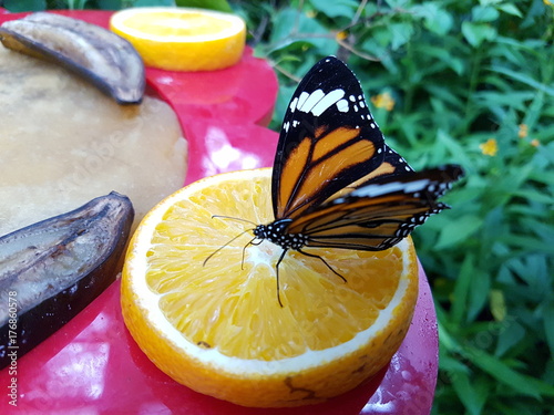 Canvas Print butterfly Monarch, garden and flowers