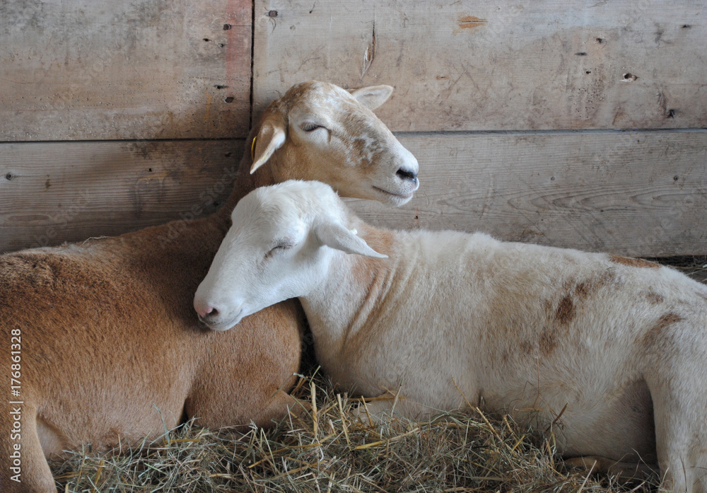 Obraz premium Happy Sheep