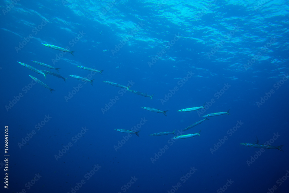 barracuda barracuda