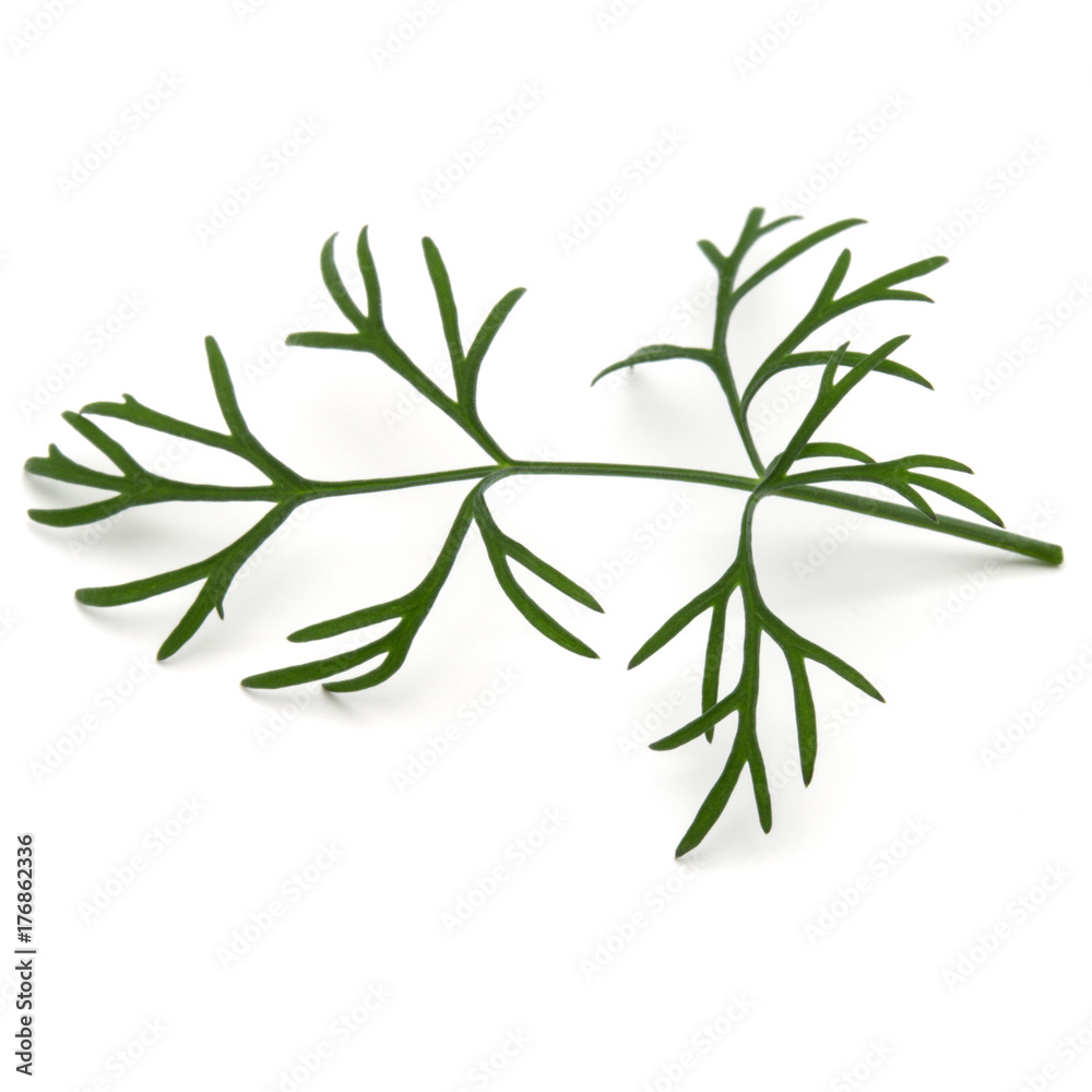 Close up shot of branch of fresh green dill herb leaves isolated on white background Close up shot of branch of fresh green dill herb leaves isolated on white background