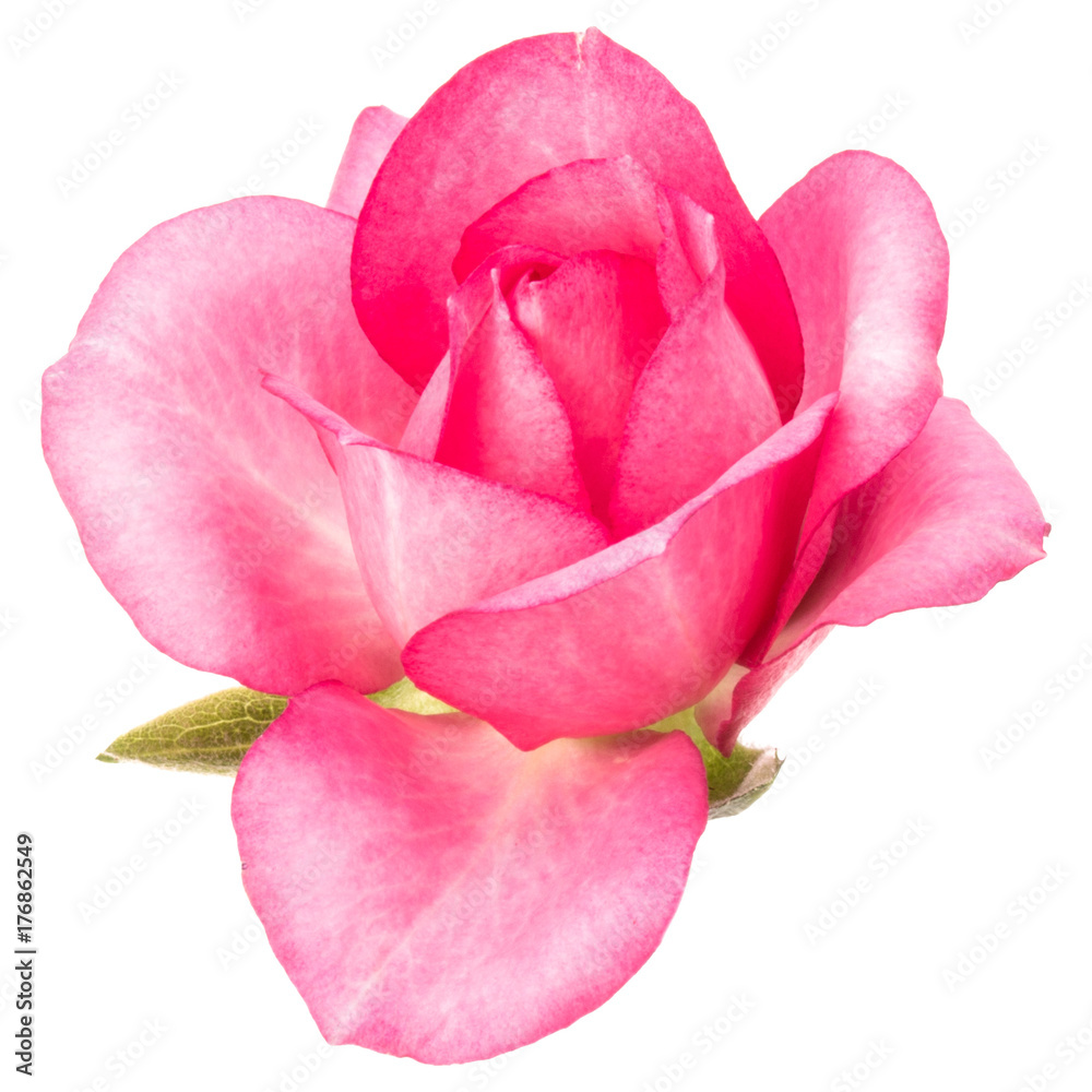 one pink rose flower isolated on white background cutout
